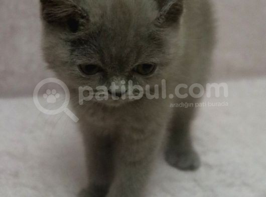 British Shirthair Lilac görsel