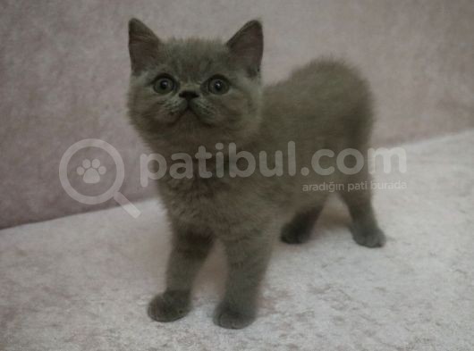 British Shirthair Lilac görsel