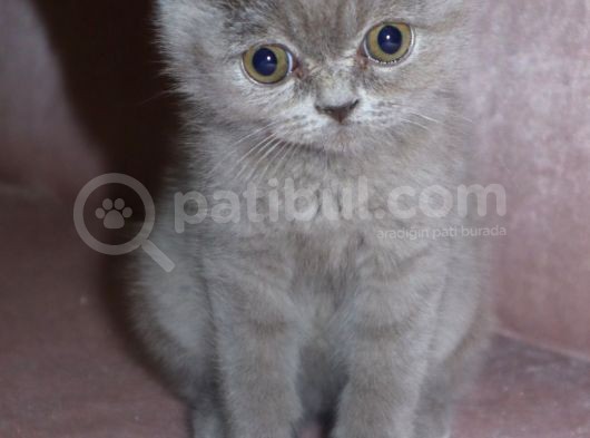 British Shirthair Lilac görsel