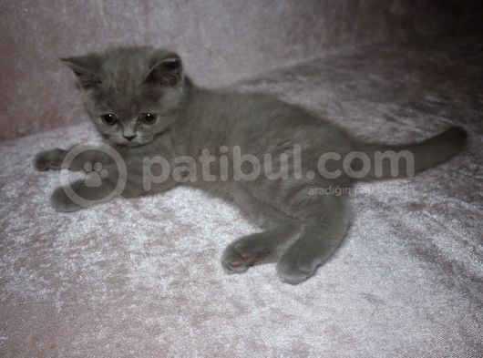 British Shirthair Lilac görsel