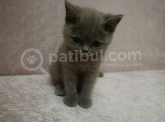 British Shirthair Lilac görsel