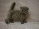 Scottish Fold Lilac Ve Scottish Fold Gri