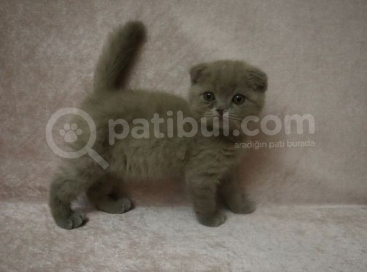 Scottish Fold Lilac Ve Scottish Fold Gri görsel