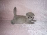 Scottish Fold Lilac Ve Scottish Fold Gri