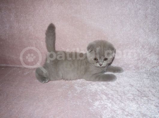 Scottish Fold Lilac Ve Scottish Fold Gri görsel