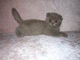 Scottish Fold Lilac Ve Scottish Fold Gri