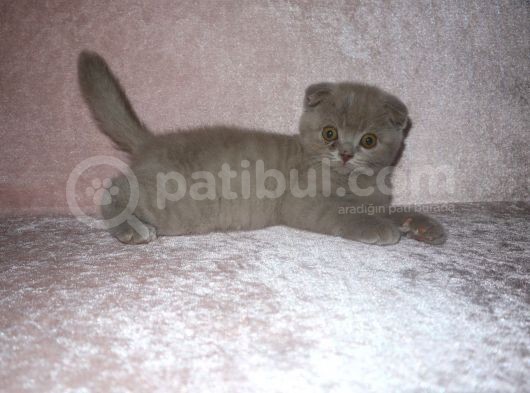 Scottish Fold Lilac Ve Scottish Fold Gri görsel
