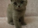 Scottish Fold Lilac Ve Scottish Fold Gri