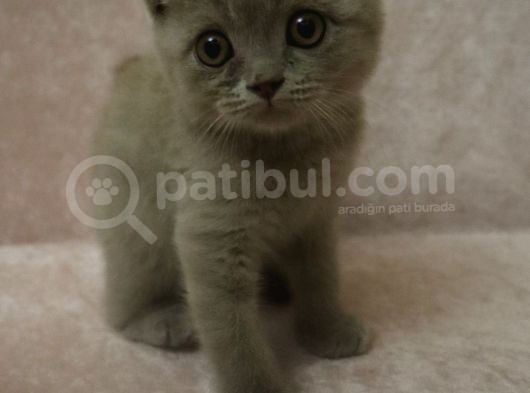 Scottish Fold Lilac Ve Scottish Fold Gri görsel