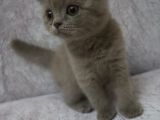 Scottish Fold Lilac ve Scottish Fold Gri
