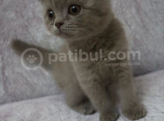 Scottish Fold Lilac Ve Scottish Fold Gri