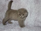 Scottish Fold Lilac Ve Scottish Fold Gri