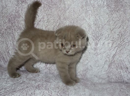 Scottish Fold Lilac Ve Scottish Fold Gri görsel