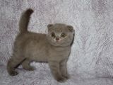 Scottish Fold Lilac Ve Scottish Fold Gri