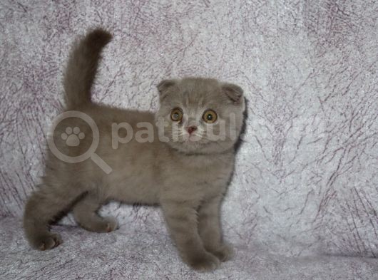 Scottish Fold Lilac Ve Scottish Fold Gri görsel