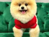 Tedy Bear Pomeranian Boo Yavrularımız