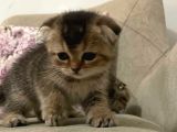 Scottish Fold Golden Tabby Prenses