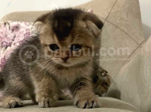 Scottish Fold Golden Tabby Prenses görsel