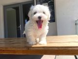 Maltese Yavrular 2