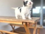 Mini Morkie Yavrular