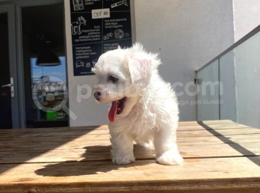 Maltese Yavrular 2 görsel