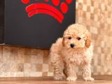 Apricot Mini Toy Poodle Yavrular