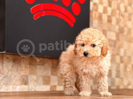 Apricot Mini Toy Poodle Yavrular görsel