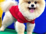 Tedy Bear Pomeranian Boo Yavrularımız