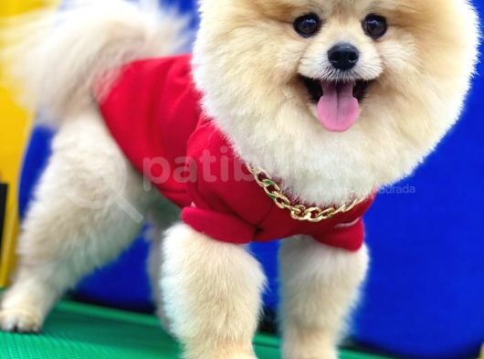 Tedy Bear Pomeranian Boo Yavrularımız görsel