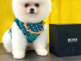 Beyaz Show Kalite Pomeranian Boo Yavrumuz