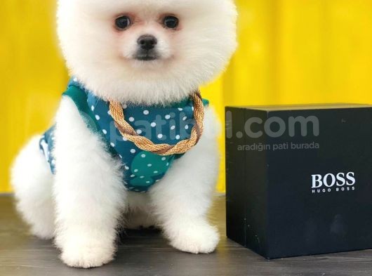 Beyaz Show Kalite Pomeranian Boo Yavrumuz görsel