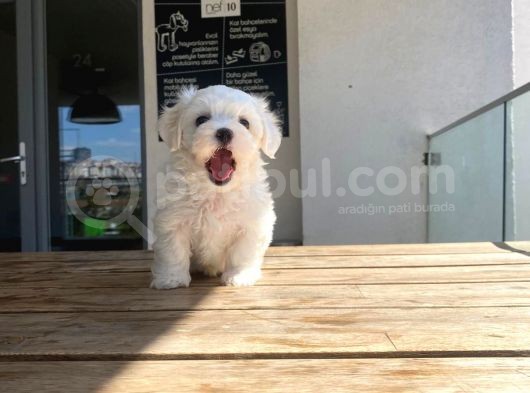 Maltese Yavrular 2 görsel