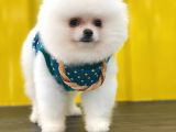 Beyaz Show Kalite Pomeranian Boo Yavrumuz