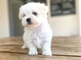 Maltese Yavrular