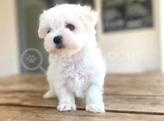 Maltese Yavrular