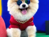 Tedy Bear Pomeranian Boo Yavrularımız