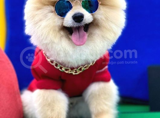 Tedy Bear Pomeranian Boo Yavrularımız görsel