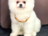 Beyaz Show Kalite Pomeranian Boo Yavrumuz