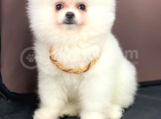 Beyaz Show Kalite Pomeranian Boo Yavrumuz görsel
