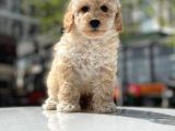 Mini Boy Toy Poodle Bebekler