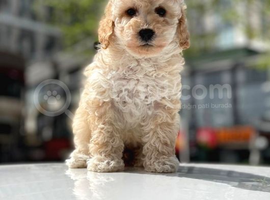 Mini Boy Toy Poodle Bebekler görsel