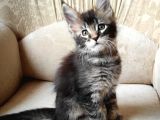 Secereli Erkek Mainecoon