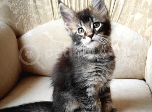 Secereli Erkek Mainecoon görsel