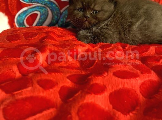 Muhteşem Güzellikte Bebekler görsel