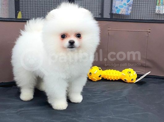 Beyaz Show Kalite Pomeranian Boo Yavrumuz görsel