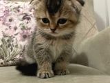 Scottish Fold Golden Tabby Prenses