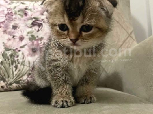 Scottish Fold Golden Tabby Prenses görsel