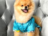 Rio Tedy Bear Pomeranian Oğlumuz