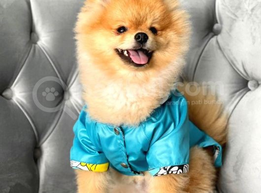 Rio Tedy Bear Pomeranian Oğlumuz