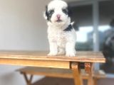 Mini Morkie Yavrular